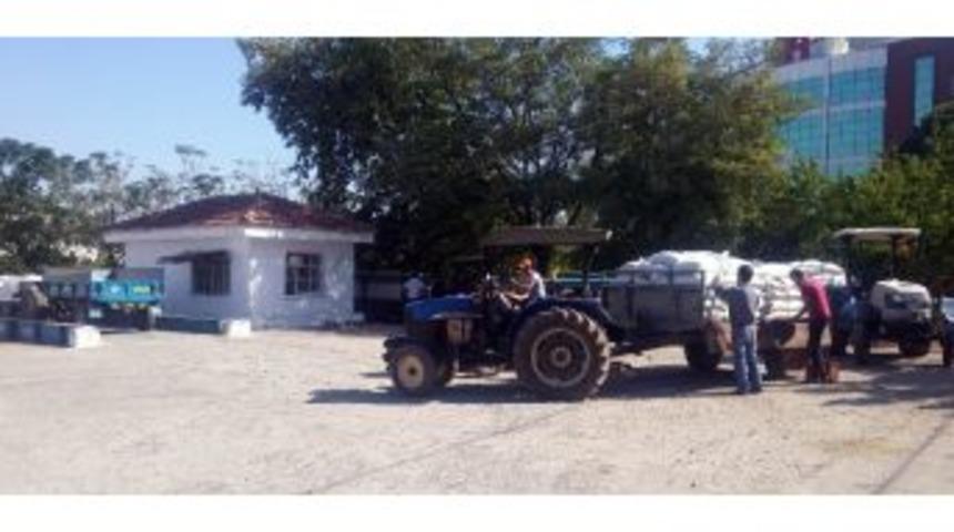 Tariş &Uuml;z&uuml;m Alımlarına Başladı