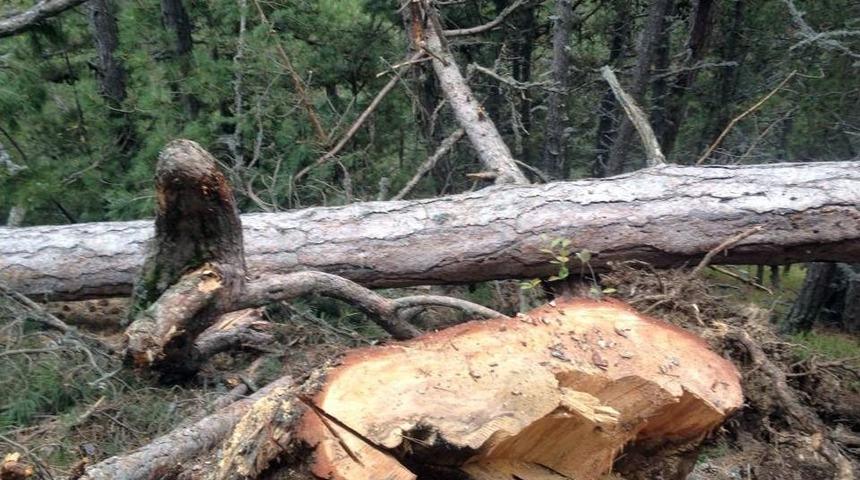 Tosya&rsquo;da Kestiği Ağa&ccedil; &Uuml;st&uuml;ne D&uuml;şen Adam &Ouml;ld&uuml;