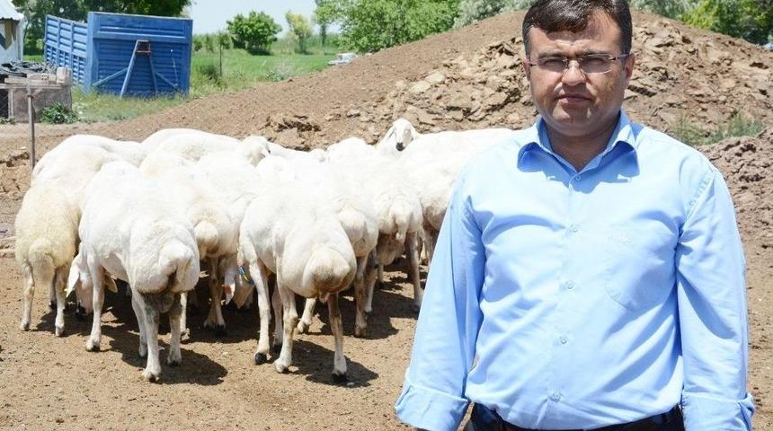 Aktürk: “türkiye’nin Et Açığını Küçükbaş Hayvancılık Kapatır”