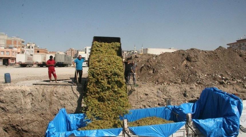 Kilis&rsquo;te &Uuml;z&uuml;m Hasadı S&uuml;r&uuml;yor