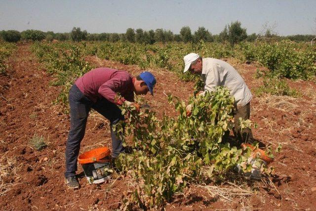 Kilis’te Üzüm Hasadı Sürüyor