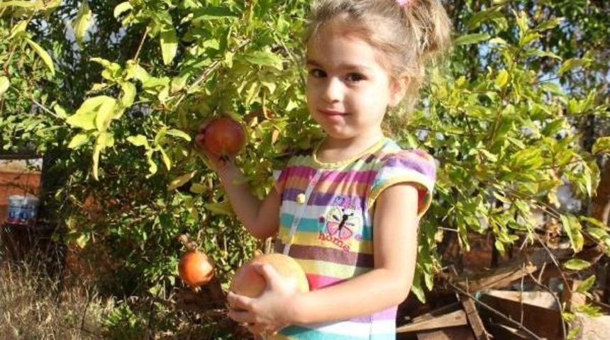 Gazipaşa'da &Ccedil;ekirdeksiz Nar Hasadı Başladı