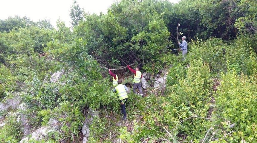 Kastamonu Ve Sinop&rsquo;ta, Defne &Uuml;retiminde Hedefler Aştı