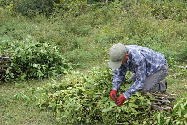 Kastamonu Ve Sinop’ta, Defne Üretiminde Hedefler Aştı