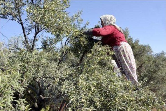 Antalya'da Zeytin Hasadı Başladı