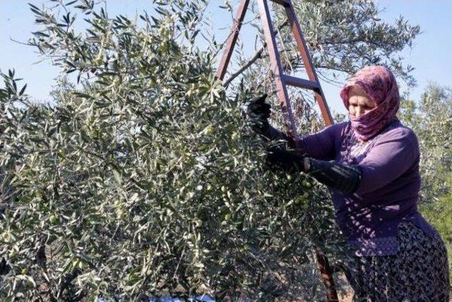 Antalya'da Zeytin Hasadı Başladı