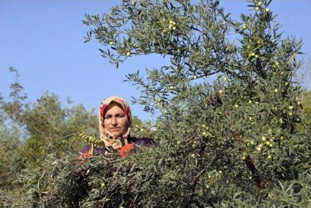 Antalya'da Zeytin Hasadı Başladı