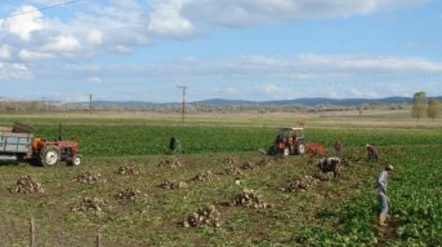 Daday&rsquo;da Pancar &Uuml;retimi Arttı