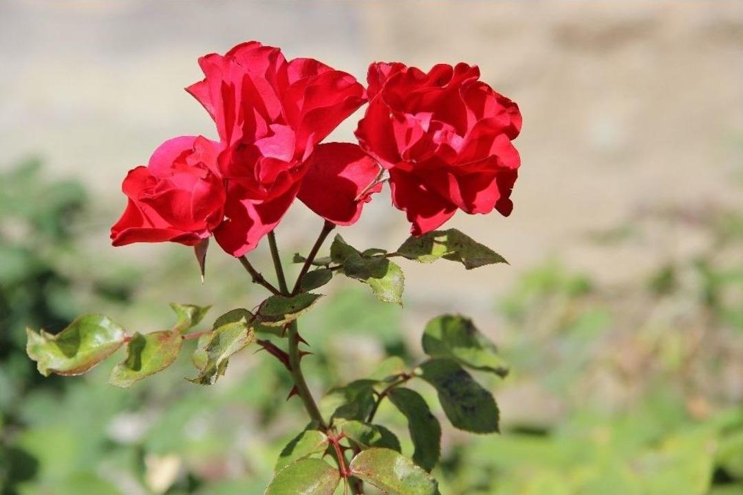 Sonbaharın Sarısına B&uuml;r&uuml;nen Ata Botonik Parkta Kartpostallık G&ouml;r&uuml;nt&uuml;ler