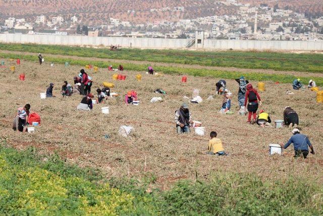 İdlib İntikali Sığınmacılara Umut Işığı Oldu