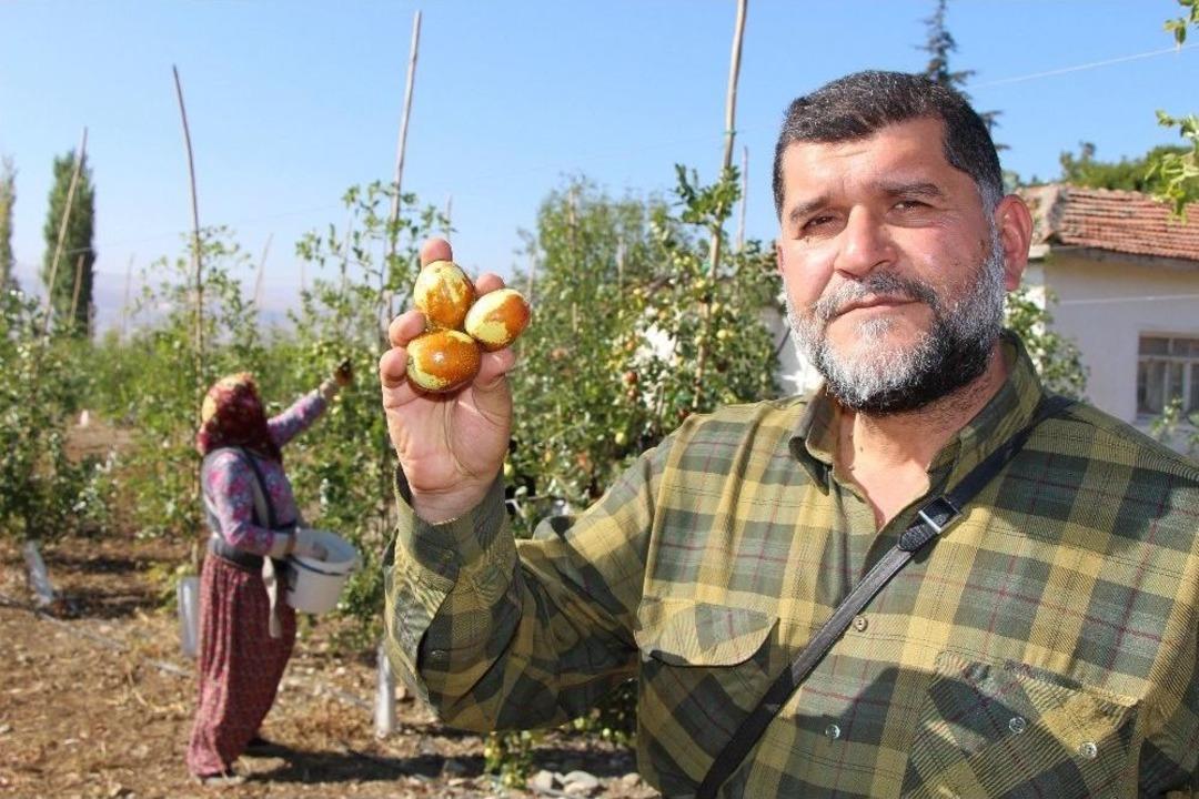 R&uuml;yasındaki Meyveden 250 Ton &Uuml;retti