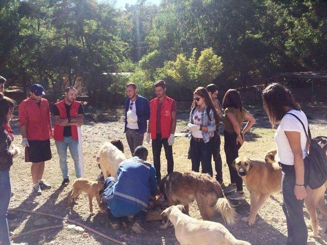 G&ouml;n&uuml;ll&uuml;ler, Sokak Hayvanlarını Besledi 1