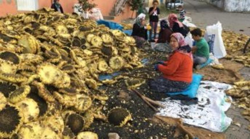 Simav&rsquo;da Ay&ccedil;i&ccedil;eği Hasadı Başladı