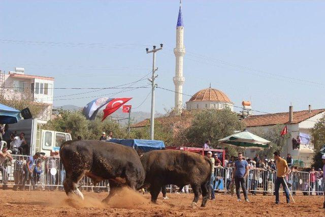 Boğa Güreşlerinin Finali Balıkköy Arenasında Yapıldı