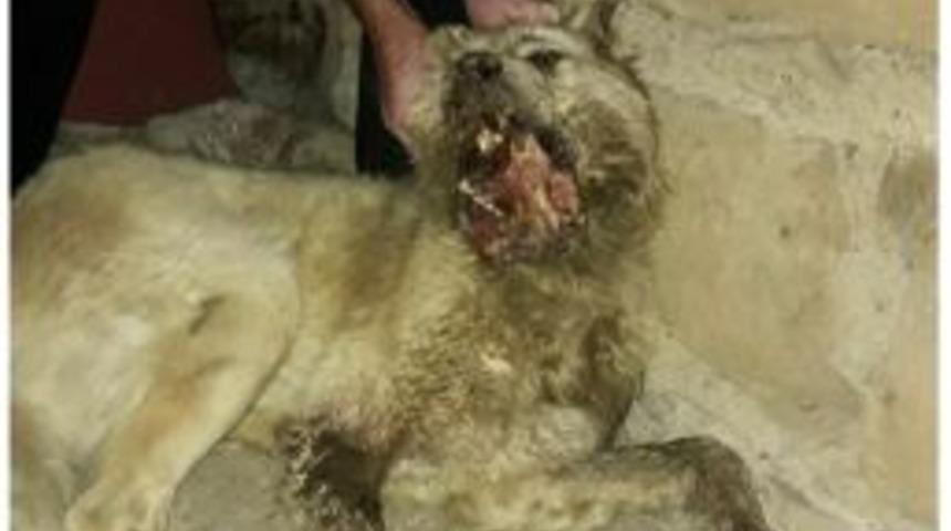 K&ouml;peğin &Ccedil;enesi Parampar&ccedil;a Oldu