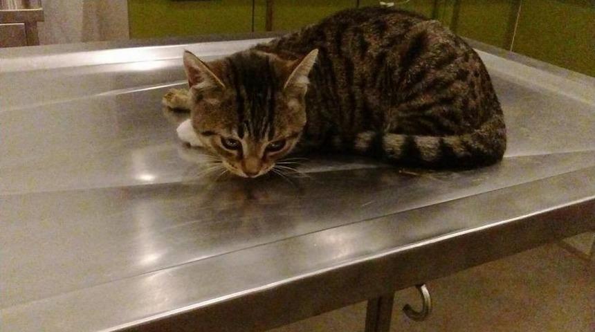 K&uuml;&ccedil;&uuml;k Bedeninde B&uuml;y&uuml;k Acıları Var