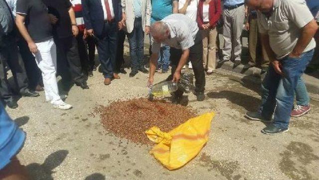 Düşük Fiyatı Protesto Için Fındık Yaktılar