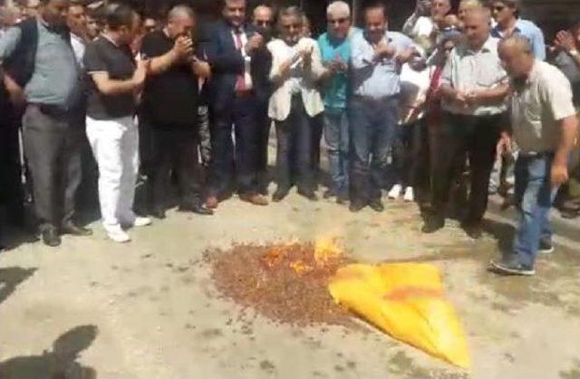 Düşük Fiyatı Protesto Için Fındık Yaktılar