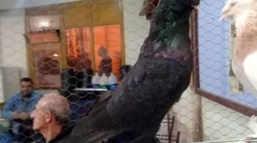 Bu G&uuml;vercinlerin Fiyatı İkinci El Araba Değerinde