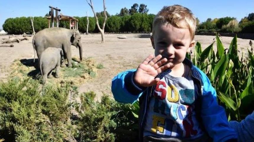 Yavru Fil 'deniz' 3 Yaşına Girdi