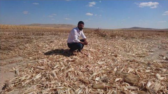 3 Tarlasında Ekili Yaklaşık 120 Ton Mısır Çalındı