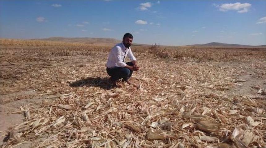 3 Tarlasında Ekili Yaklaşık 120 Ton Mısır &Ccedil;alındı