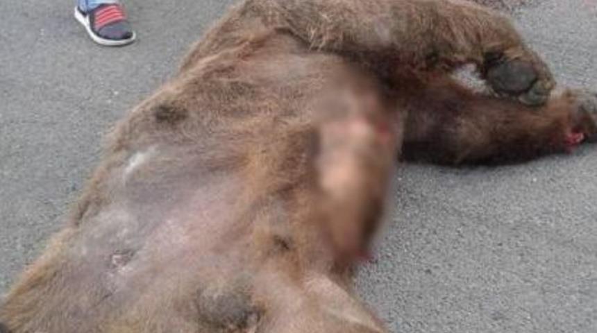 Vurulan Ayı Yol Kenarında Can Verdi