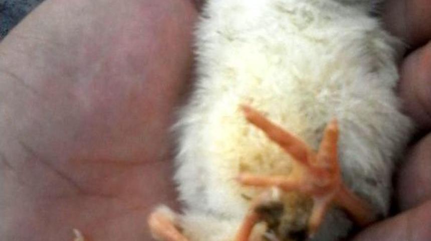 Adana'da 4 Ayaklı Civciv Şaşkınlığı