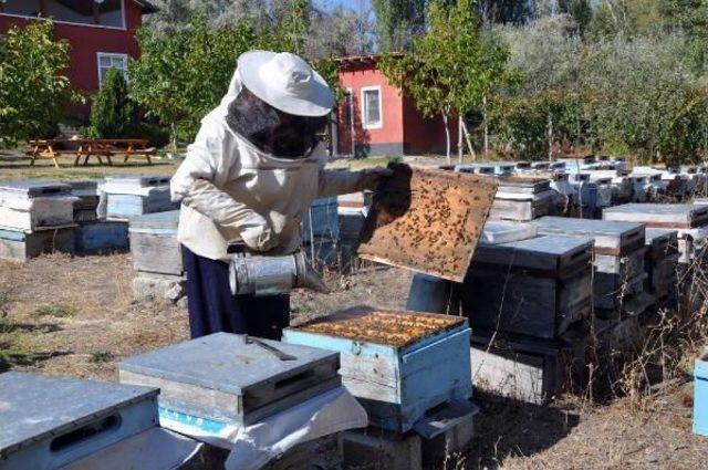 Sorgunlu Hanımağa, Yılda 1.5 Ton Organik Bal Üretiyor