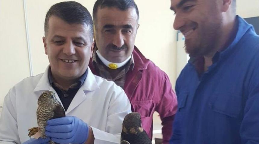 Tedavisi Tamamlanan Şahin Doğaya Bırakıldı