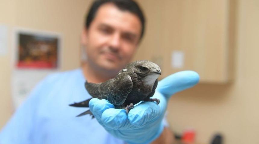 Yavru Ebabil Emin Ellerde