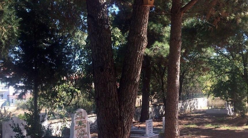 Mezarlıklarda Kuşlara Yuva