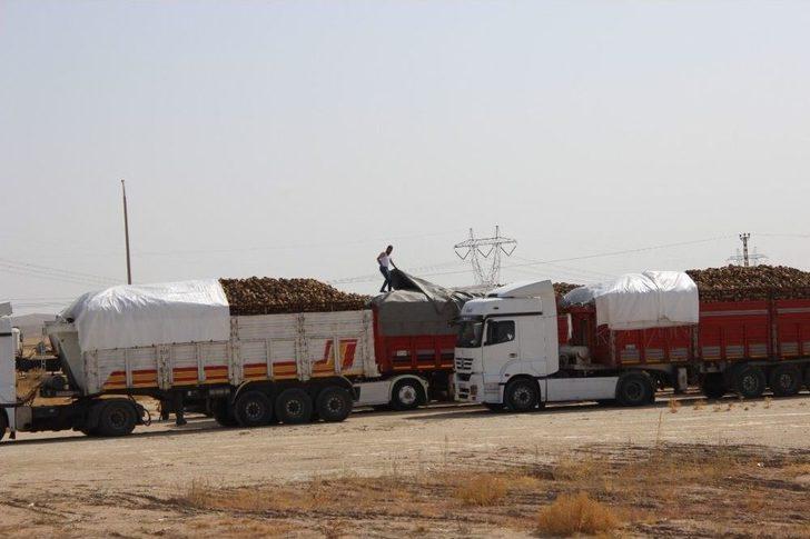 Kırşehir’de Pancar Alımı Başladı G2