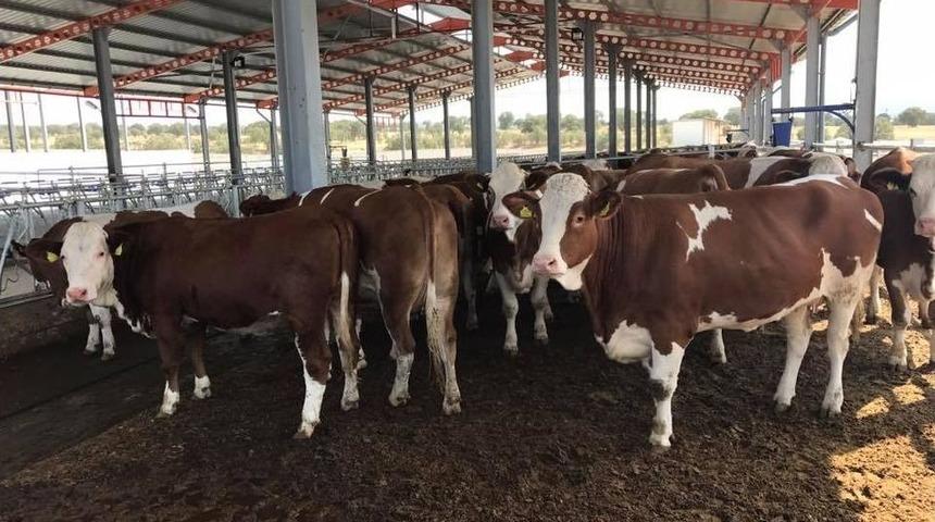 Simental Cinsi Gebe Düveler Kula’ya Geldi