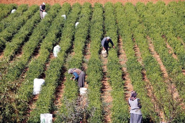 Doğanhisar&rsquo;da Sulama Yatırımları Hızlandı 1