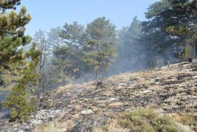 Kütahya'da Orman Yangını (2)