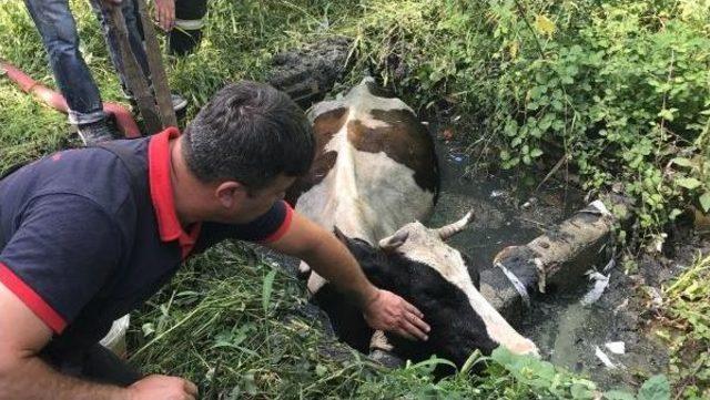İtfaiye Atık Su Kuyusuna Düşen Ineği Kurtardı 1