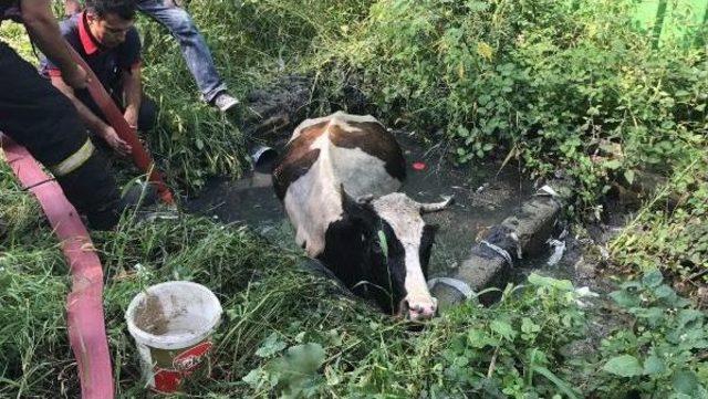 İtfaiye Atık Su Kuyusuna Düşen Ineği Kurtardı 2