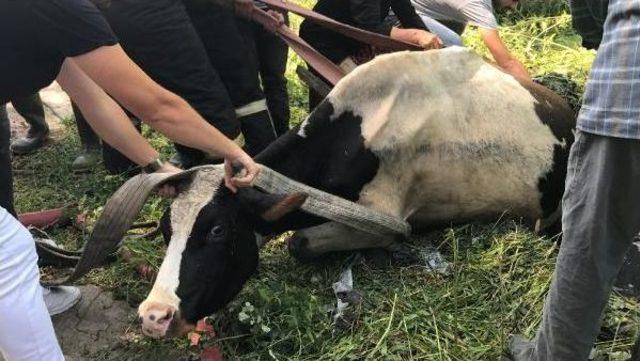 İtfaiye Atık Su Kuyusuna Düşen Ineği Kurtardı 3