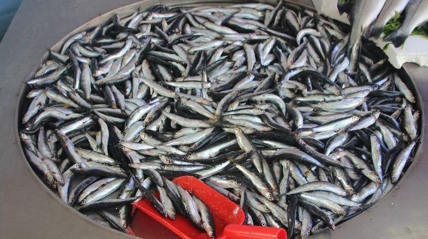 Fiyatı D&uuml;şen Hamsiye Yoğun İlgi