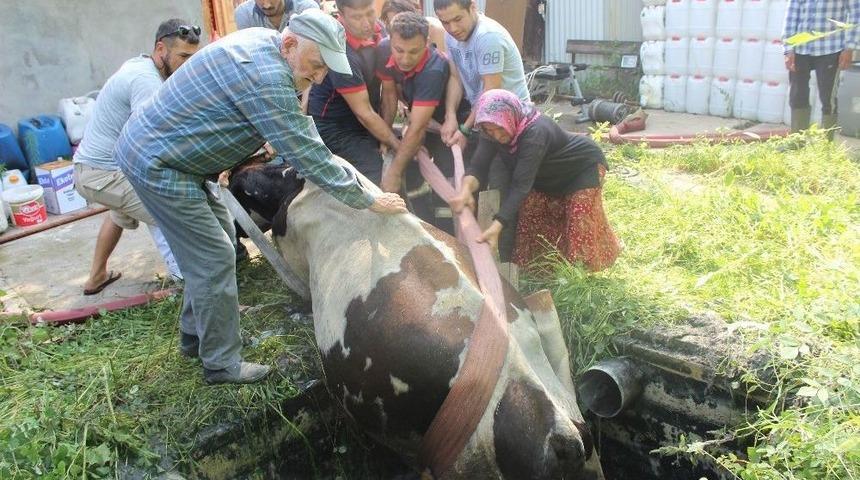 Kuyuya D&uuml;şen İnek İ&ccedil;in İtfaiye Ve Vatandaşlar Seferber Oldu
