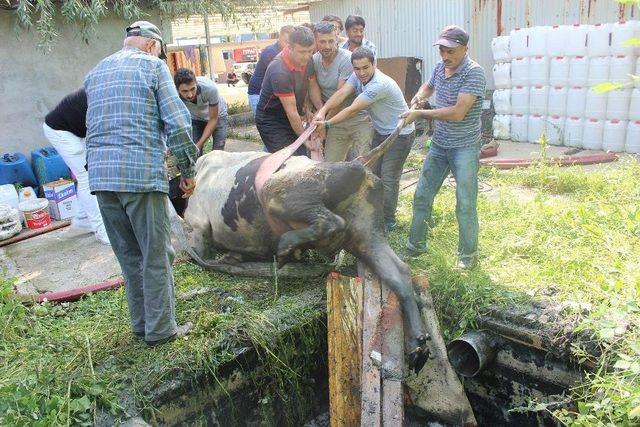 Kuyuya Düşen İnek İçin İtfaiye Ve Vatandaşlar Seferber Oldu