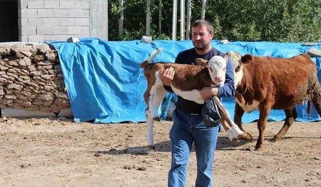 Genç Çiftçi Projesi Kapsamında İlk Buzağı Alındı