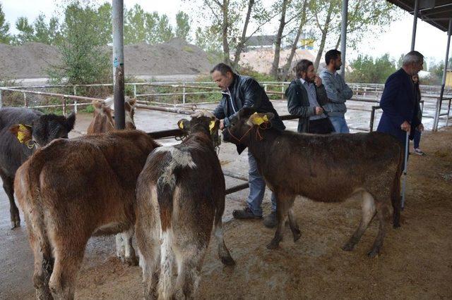 Niksar’da Genç Çiftçilere Damızlık Düve Dağıtıldı