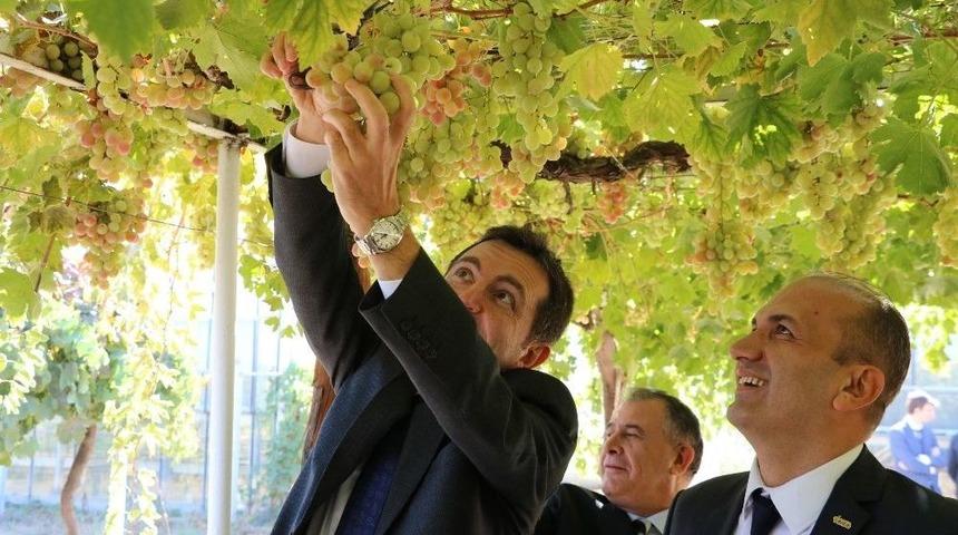 Tarımda Sigortalanma Arttı