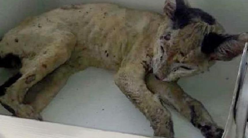 Yavru Kedi Veterinere G&ouml;t&uuml;r&uuml;l&uuml;rken &Ouml;ld&uuml;