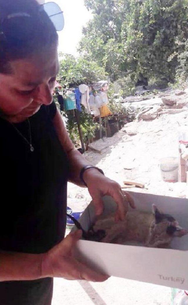 Yavru Kedi Veterinere G&ouml;t&uuml;r&uuml;l&uuml;rken &Ouml;ld&uuml; 1