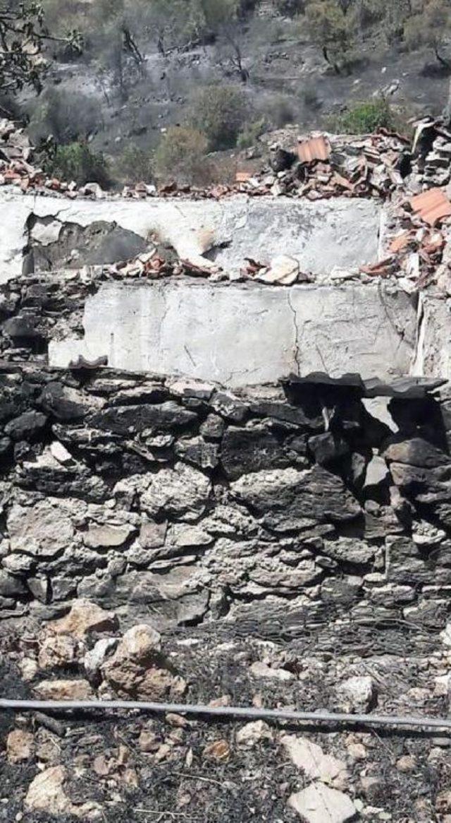 Yavru Kedi Veterinere G&ouml;t&uuml;r&uuml;l&uuml;rken &Ouml;ld&uuml; 2