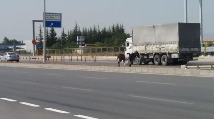 Sahipsiz Eşek &Ccedil;evreyolunda