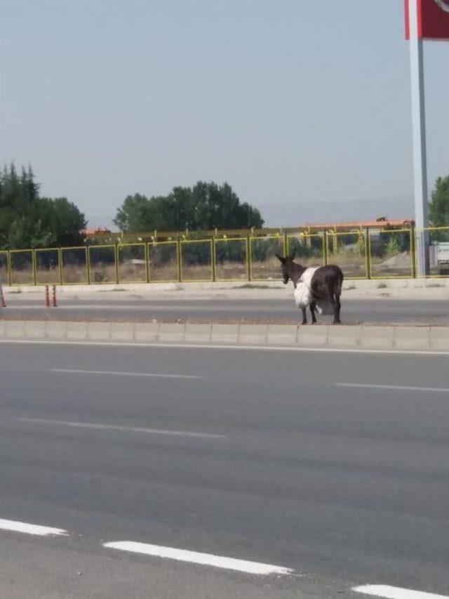 Sahipsiz Eşek &Ccedil;evreyolunda 1
